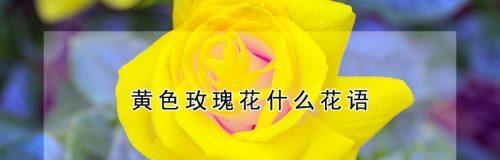 黄玫瑰花语的深意（温暖与友谊的象征）