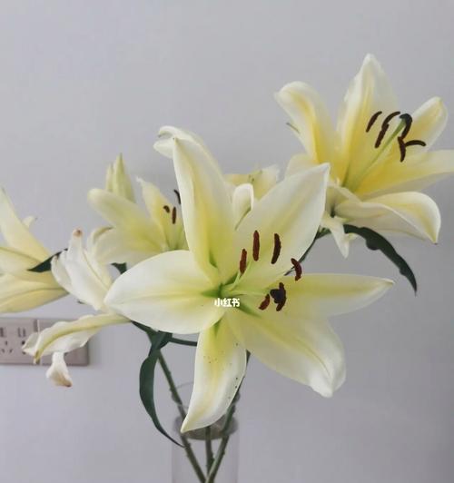 以黄天霸百合的寓意(坚强的花朵)