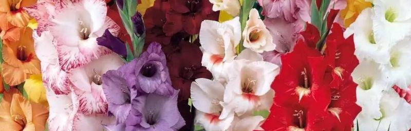 剑兰花（以剑兰花花语解释为主题的探索与领悟）