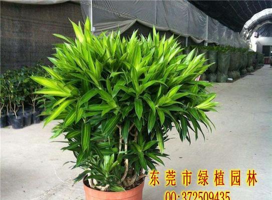 金心百合竹花语，寄托祝福的吉祥之美（传递爱意的花朵）