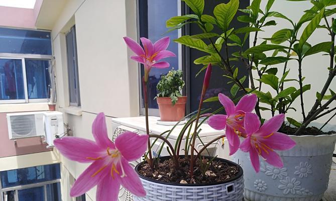 以韭兰花语喻人生(追寻生命之美的旅程)