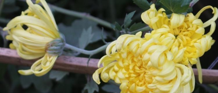 菊花的花语故事——坚韧不拔的芬芳(探索菊花花语的神奇意义)