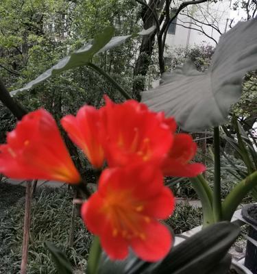 君子兰花（赏析君子兰花的花语）