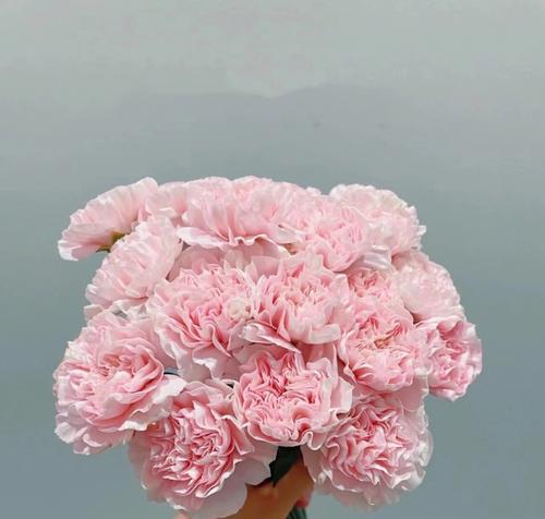 康乃馨花的含义与传说（探寻康乃馨花的浪漫之谜）