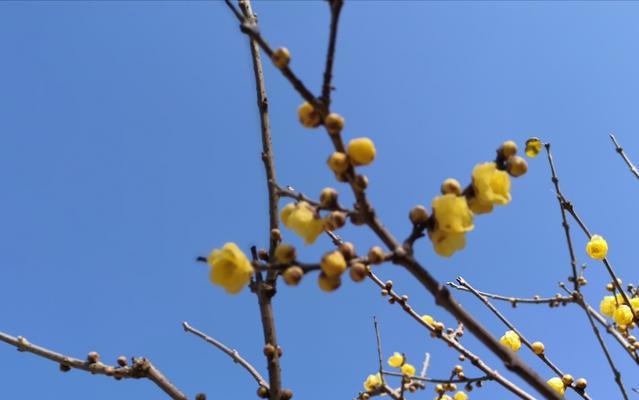 腊梅花（绽放在冰雪世界中的勇敢之花）