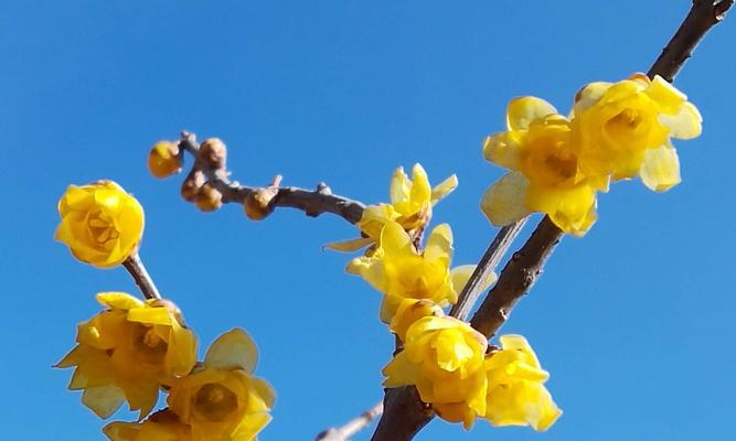 腊梅花（绽放在冰雪世界中的勇敢之花）