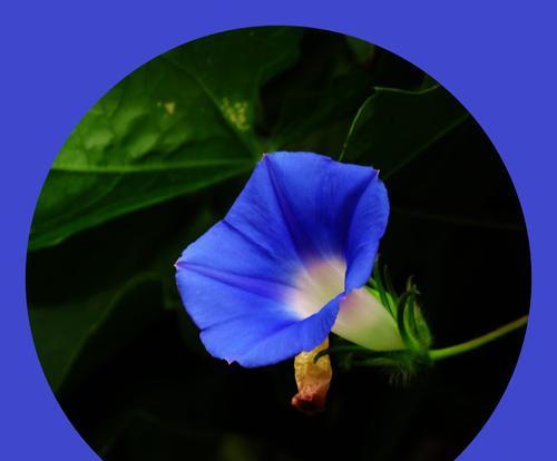 蓝色牵牛花的花语（蓝色牵牛花的花语及象征意义）