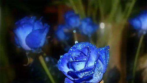 蓝色月季花语——唤醒心底的宁静与希望（宁静如蓝的花海）