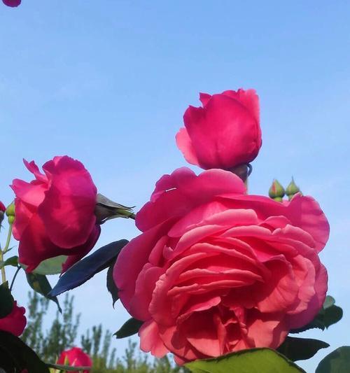 蓝色月季花语——唤醒心底的宁静与希望（宁静如蓝的花海）