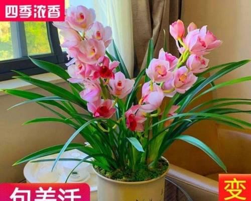 以兰花开花（探索兰花开花的象征意义及其生命力的奇迹）
