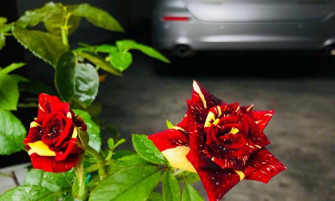 流星雨月季花的花语与意义(探寻流星雨月季花背后的花语之谜)