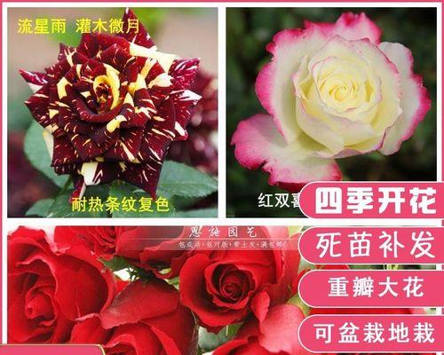 流星雨月季花的花语与意义（探寻流星雨月季花背后的花语之谜）