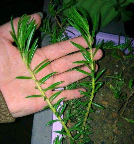 龙须牡丹（龙须牡丹）