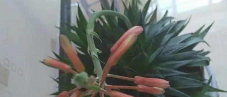 芦荟花（探索芦荟花的含义与独特之处）