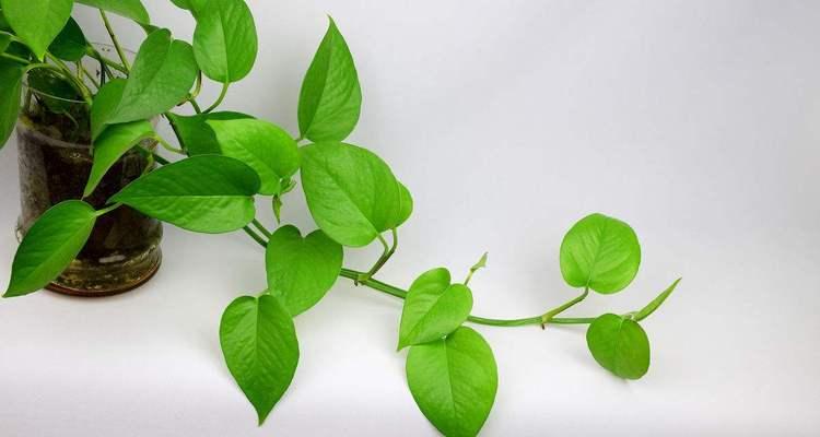 绿萝花语的意义与象征（探寻绿萝的花语之谜）