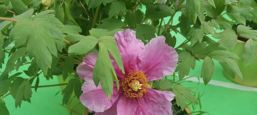 绿牡丹(神奇的花语和生长之迷)