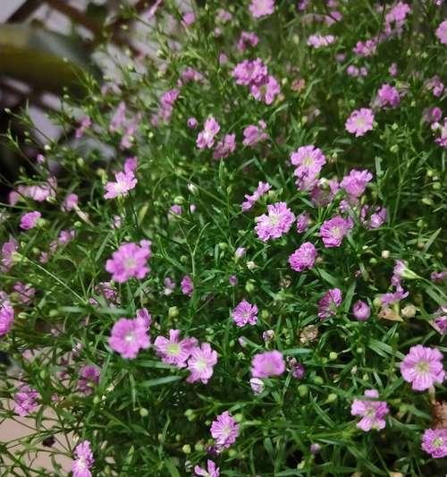 满天星花的花语与寓意（绽放希望）