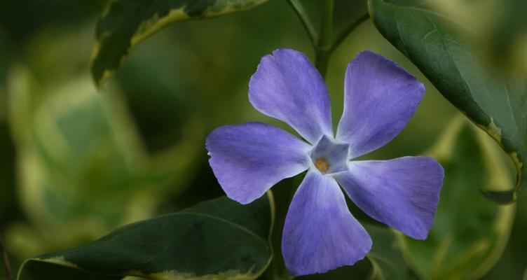 以蔓长春花的花语（探寻蔓长春花的花语）