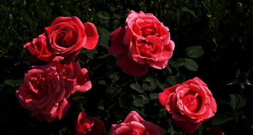 花开花落，芬芳绽放——玫瑰与月季的花语（爱的承诺与美的告白）