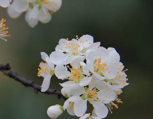 梅花花语——坚韧与希望（传递生命力的花朵）