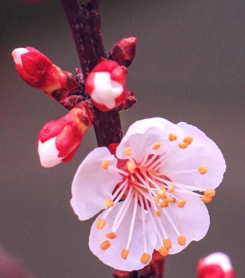 梅花花语——坚韧与希望（传递生命力的花朵）