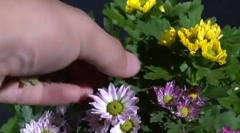 梅花摘心，心若梅花（探寻梅花摘心的含义与启示）