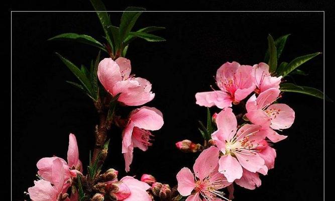 梅花摘心，心若梅花（探寻梅花摘心的含义与启示）