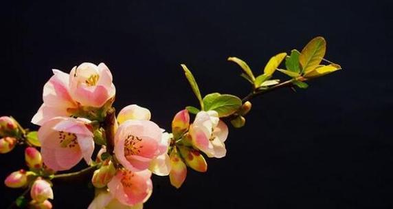 梅花摘心，心若梅花（探寻梅花摘心的含义与启示）