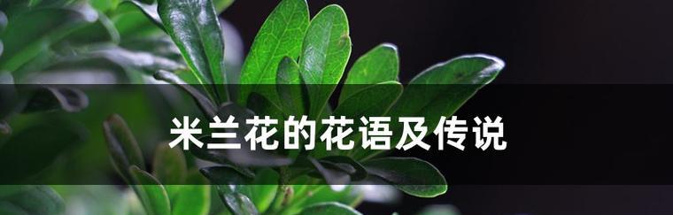 米兰花语之意义与传承（探寻米兰花语的深刻内涵与传统魅力）
