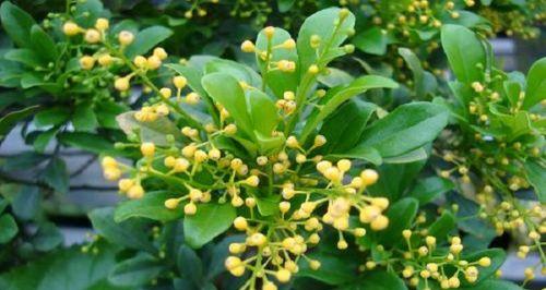 米兰花的寓意与象征（探索米兰花的花语世界）