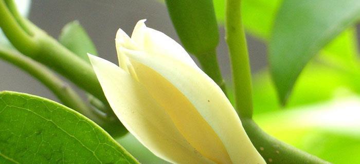 米兰花的寓意与象征（探索米兰花的花语世界）