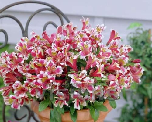 秘鲁百合花（探寻秘鲁百合花的花语及文化意义）