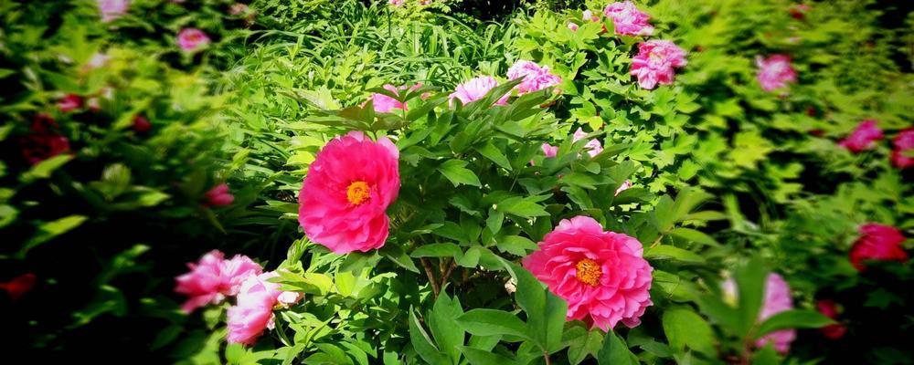 牡丹花的花语与传说（牡丹花开放的寓意与美丽）
