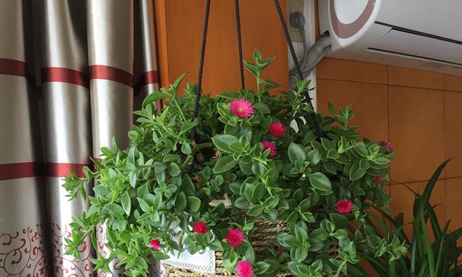 牡丹吊兰花语（传达美好祝愿的花朵）