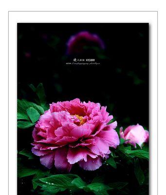 牡丹花的花语和象征意义（揭开牡丹花的丰富内涵和美好祝福）