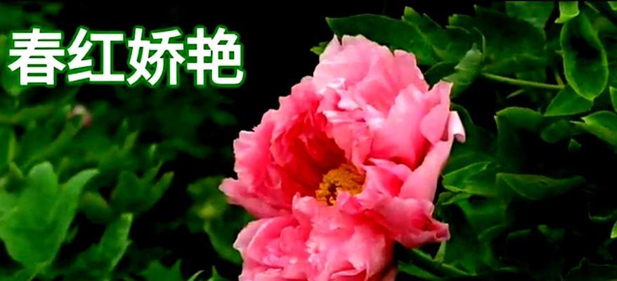 牡丹花（揭示牡丹花所代表的深刻象征意义）