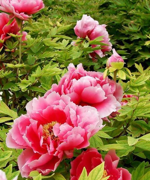 牡丹花开——生命的绽放（以牡丹花开的寓意及其象征意义）