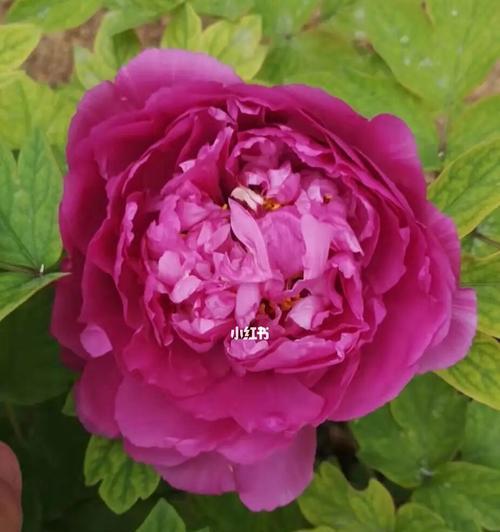 牡丹花开——生命的绽放（以牡丹花开的寓意及其象征意义）