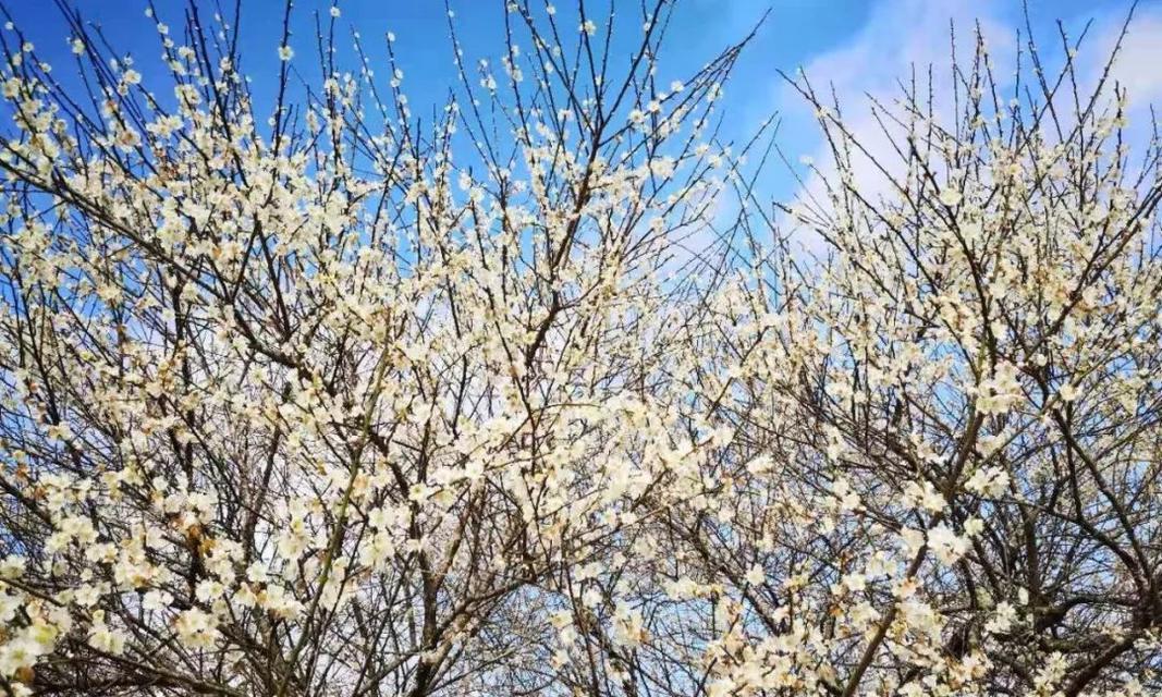 青梅花语的传递（青梅花盛放）