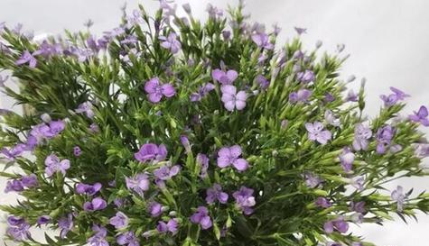 青梅花语的传递（青梅花盛放）