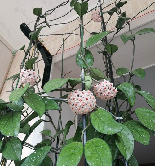 以球兰花的象征为主题的文章（探寻球兰花的神秘之美）