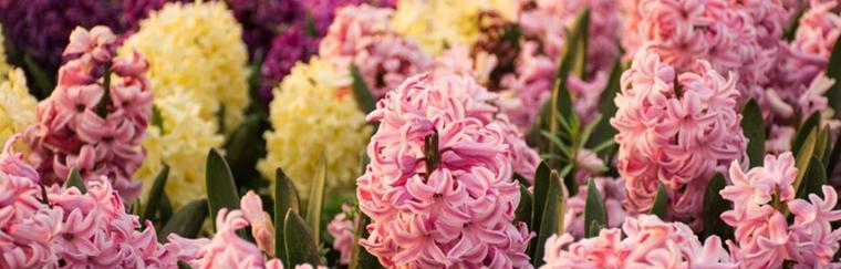 扫帚梅花语的含义及传承（传承千年的文化符号——扫帚梅花语）