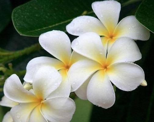 扫帚梅花语的含义及传承（传承千年的文化符号——扫帚梅花语）