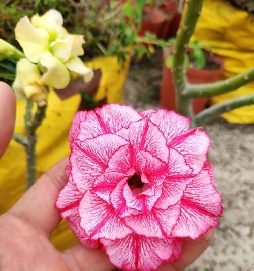 沙漠玫瑰花的花语（沙漠玫瑰花的含义及象征）