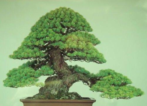 五针松在家庭院落中的种植与养护（美化家居环境的好选择——五针松种植与维护）