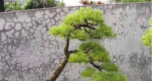 五针松生长速度快慢的因素（探究五针松生长速度及影响因素）