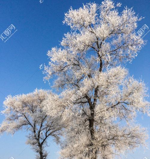 如何高效养殖雾松（掌握这些技巧让您的雾松茁壮成长）