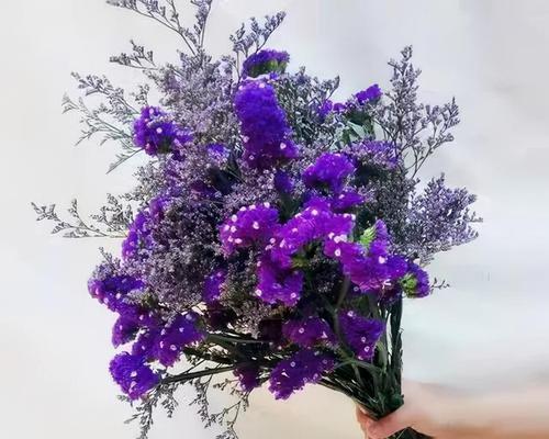 勿忘我的花语和代表意义（探究这个小巧玲珑的花朵所蕴含的丰富内涵）