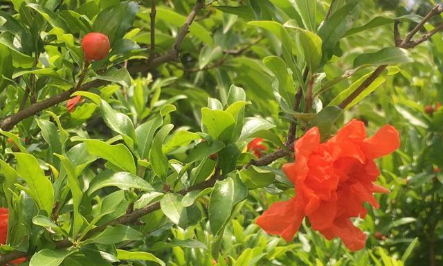 西安市花——细叶紫薇