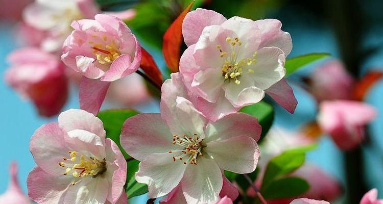 西安市花——细叶紫薇